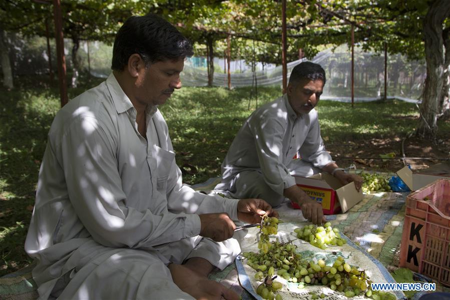 KASHMIR-SRINAGAR-GRAPE HARVEST