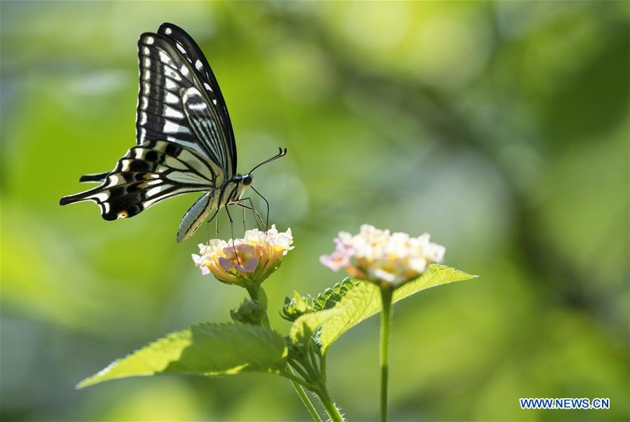 CHINA-FUZHOU-BUTTERFLY-FLOWER(CN)