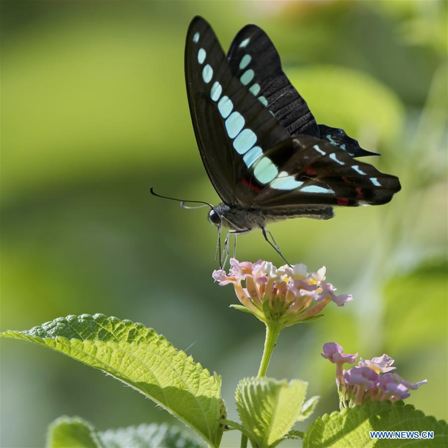 CHINA-FUZHOU-BUTTERFLY-FLOWER(CN)