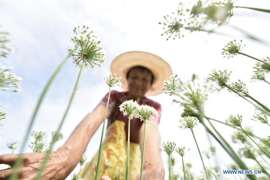 #CHINA-SHANDONG-GARLIC CHIVES FLOWERS-HARVEST (CN)