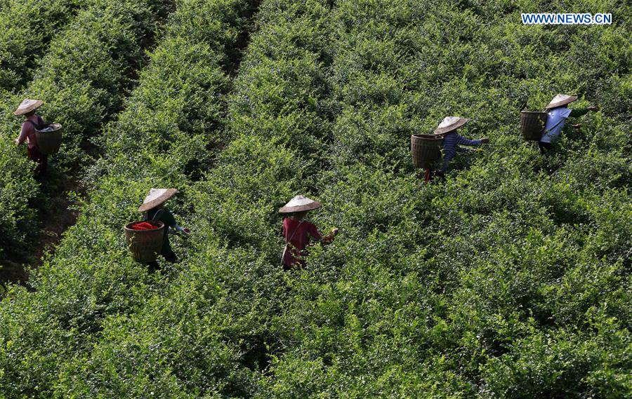 #CHINA-HUNAN-TEA-HARVEST (CN)