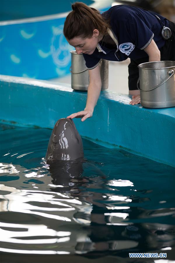 CHINA-YANGTZE RIVER-FINLESS PORPOISE-PROTECTION (CN)