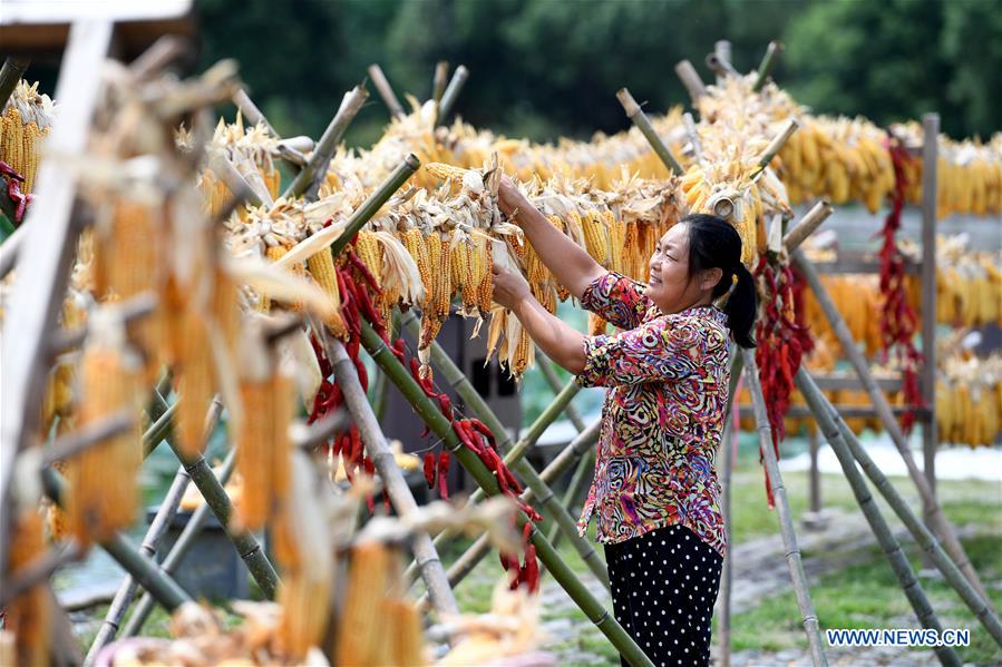 CHINA-ANHUI-YIXIAN-HARVEST (CN)