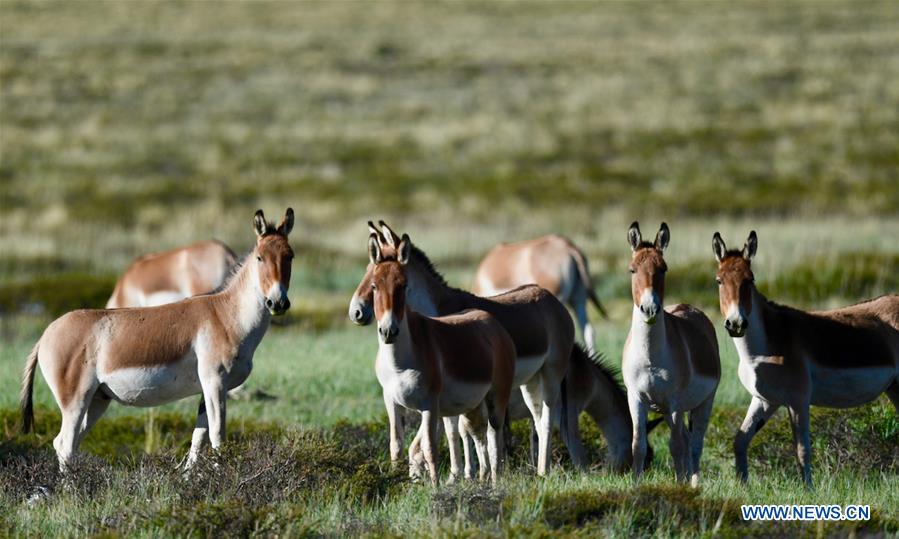 CHINA-TIBET-ALI-WILD ANIMALS-SCENERY (CN)