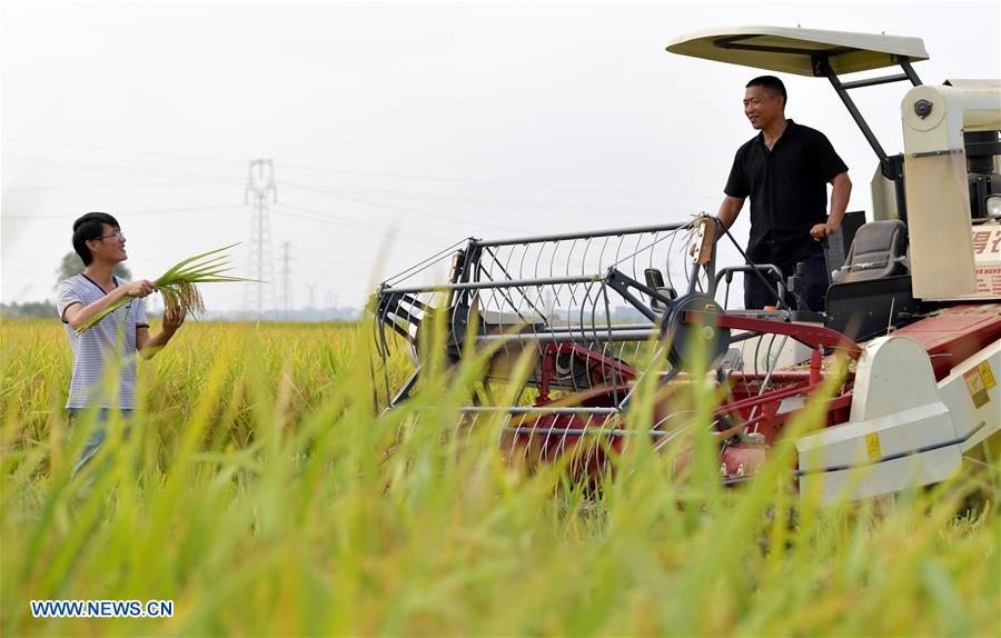 CHINA-JIANGXI-RICE-HARVEST (CN)