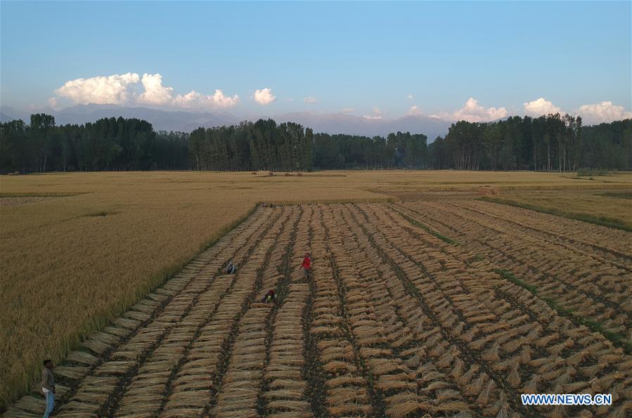 KASHMIR-SRINAGAR-PADDY HARVEST