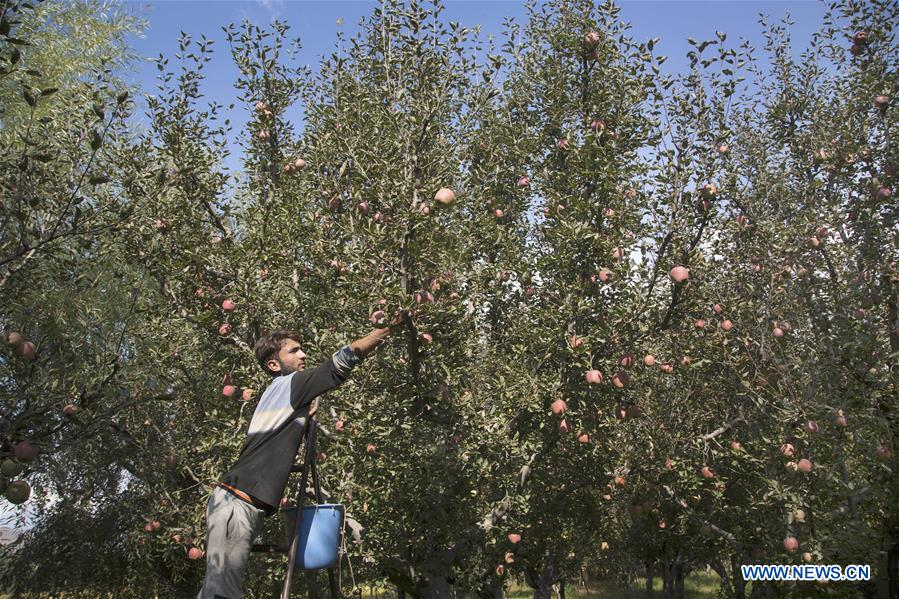 INDIAN-CONTROLLED KASHMIR-SRINAGAR-APPLE HARVEST