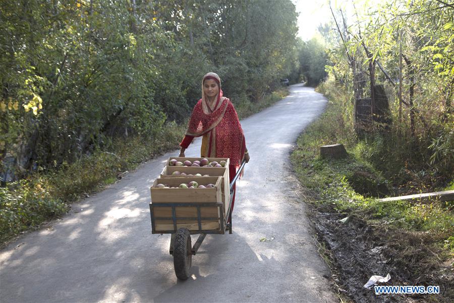 INDIAN-CONTROLLED KASHMIR-SRINAGAR-APPLE HARVEST