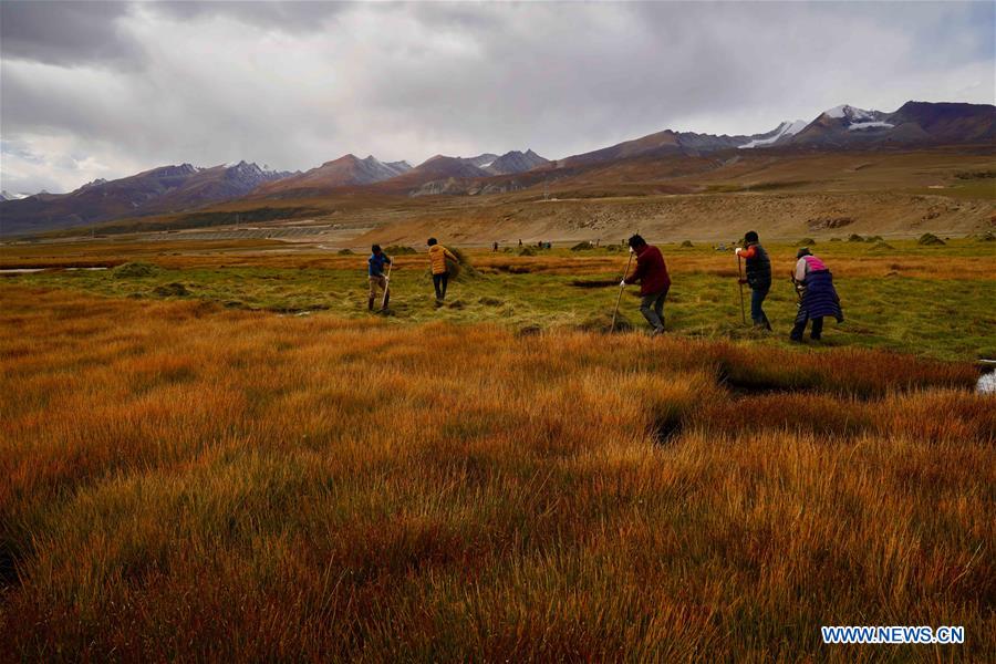 CHINA-TIBET-LHASA-MOWING (CN)