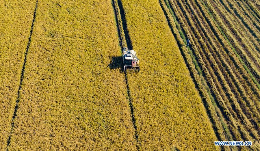 #CHINA-AUTUMN-HARVEST (CN)