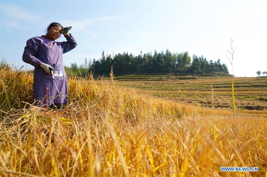 CHINA-JIANGXI-AUTUMN HARVEST(CN)