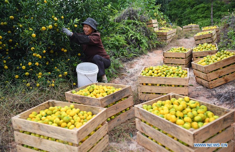 CHINA-JIANGXI-NANFENG-ORANGE-HARVEST (CN)