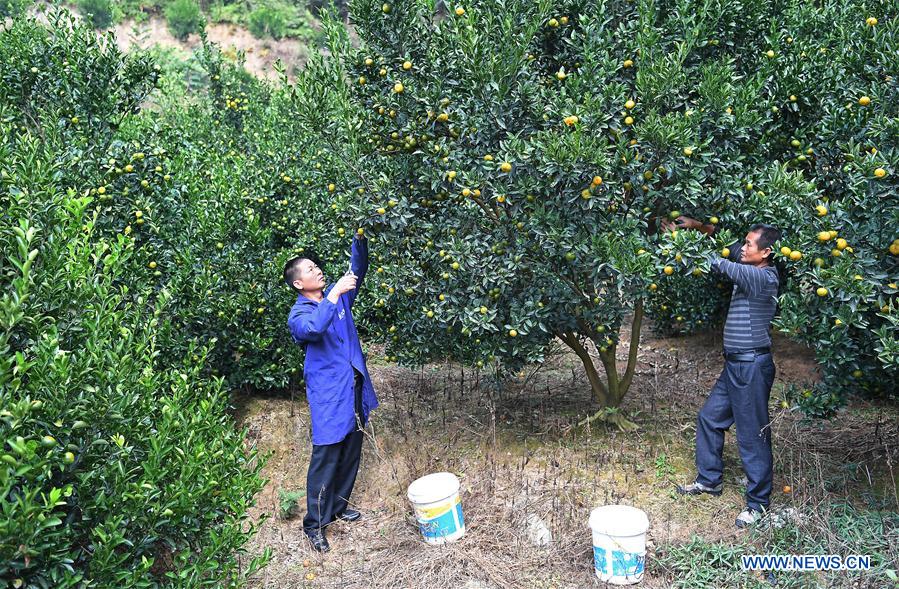 CHINA-JIANGXI-NANFENG-ORANGE-HARVEST (CN)