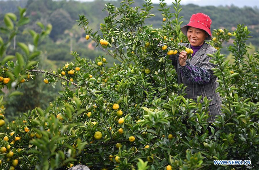 CHINA-JIANGXI-NANFENG-ORANGE-HARVEST (CN)