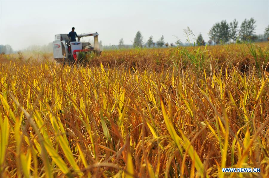 #CHINA-AUTUMN-HARVEST(CN)