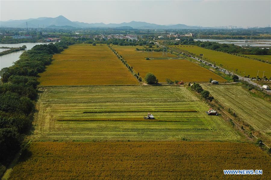 CHINA-ZHEJIANG-HUZHOU-RICE-HARVEST (CN)