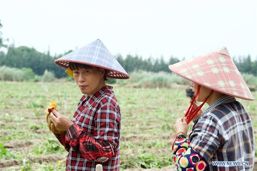 CHINA-FUJIAN-SWEET POTATO-HARVEST (CN)