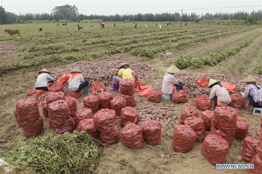 CHINA-FUJIAN-SWEET POTATO-HARVEST (CN)