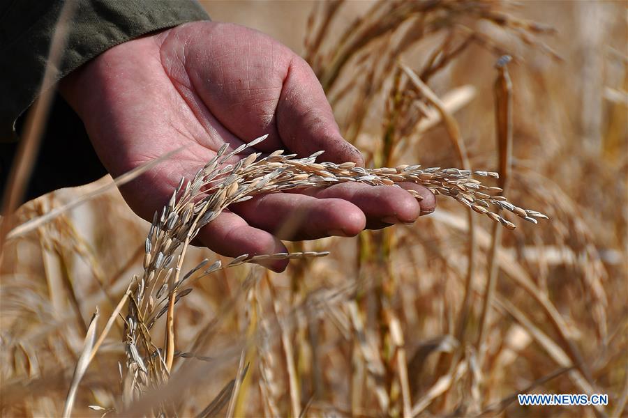 #CHINA-RICE-HARVEST (CN)