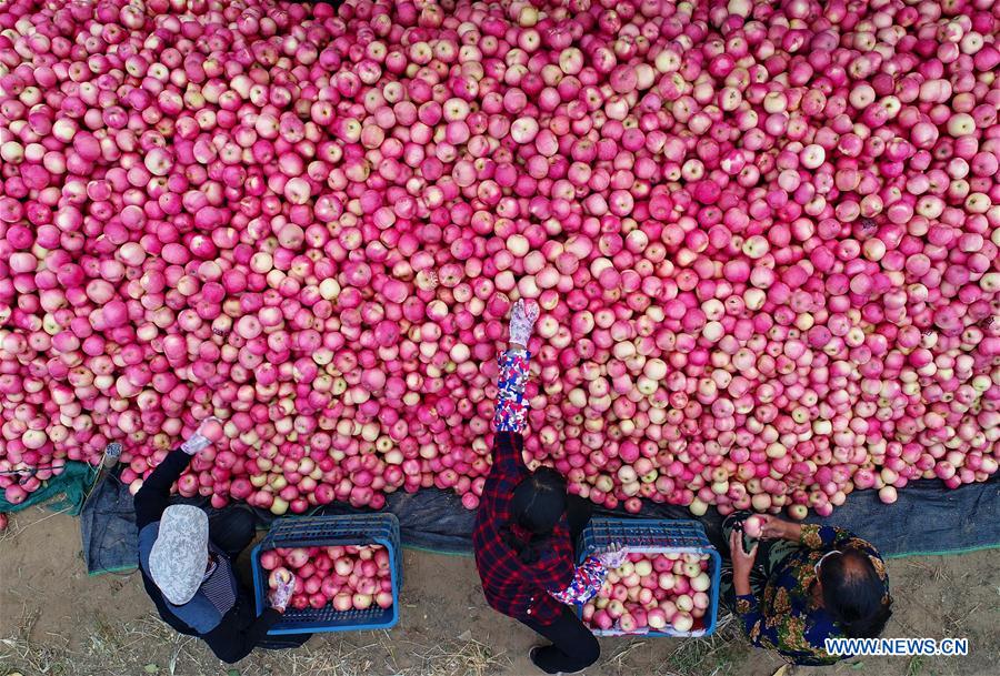 CHINA-HEBEI-AGRICULTURE-DEVELOPMENT (CN)