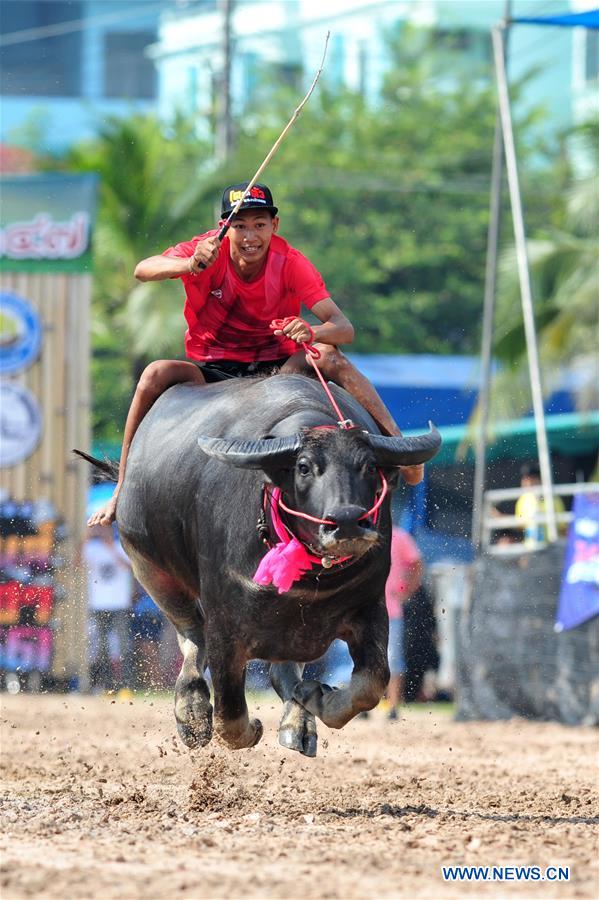 THAILAND-CHONBURI-BUFFALO RACING