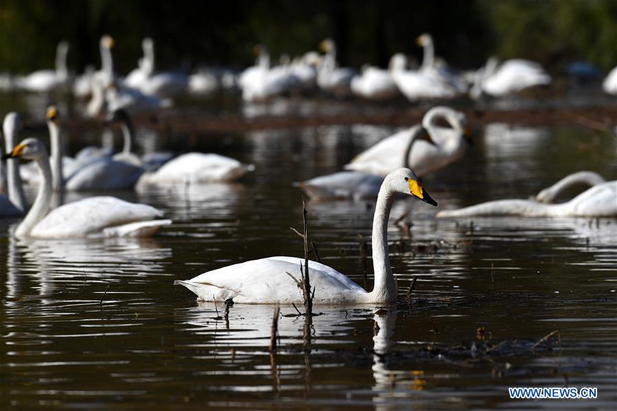 CHINA-SHANXI-WILD SWAN-WINTER HABITAT (CN)