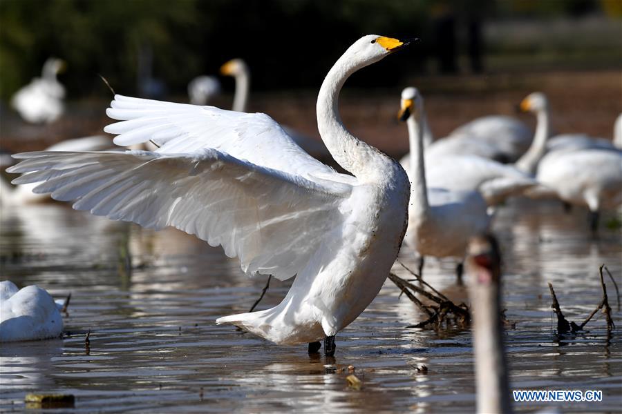 CHINA-SHANXI-WILD SWAN-WINTER HABITAT (CN)