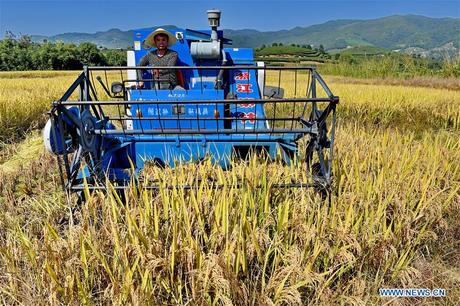 CHINA-FUJIAN-WUYISHAN-RICE-HARVEST (CN)