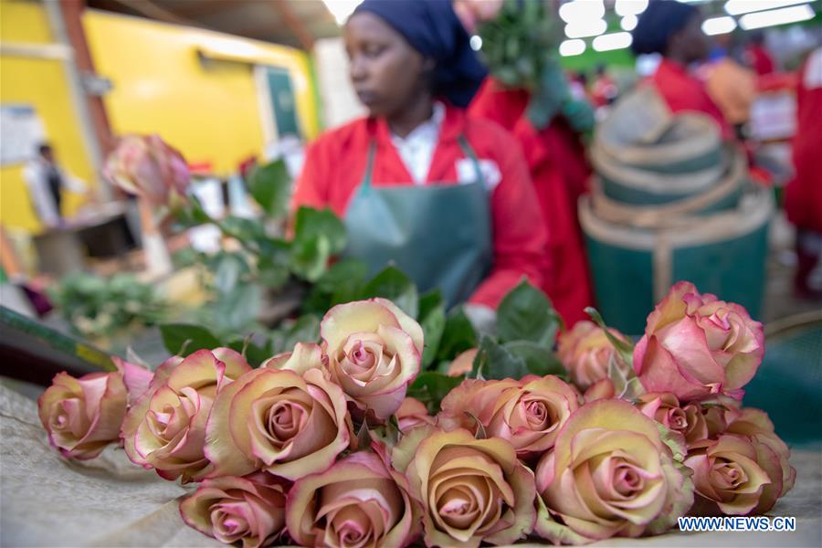 KENYA-NAIVASHA-FLOWER-EXPORT