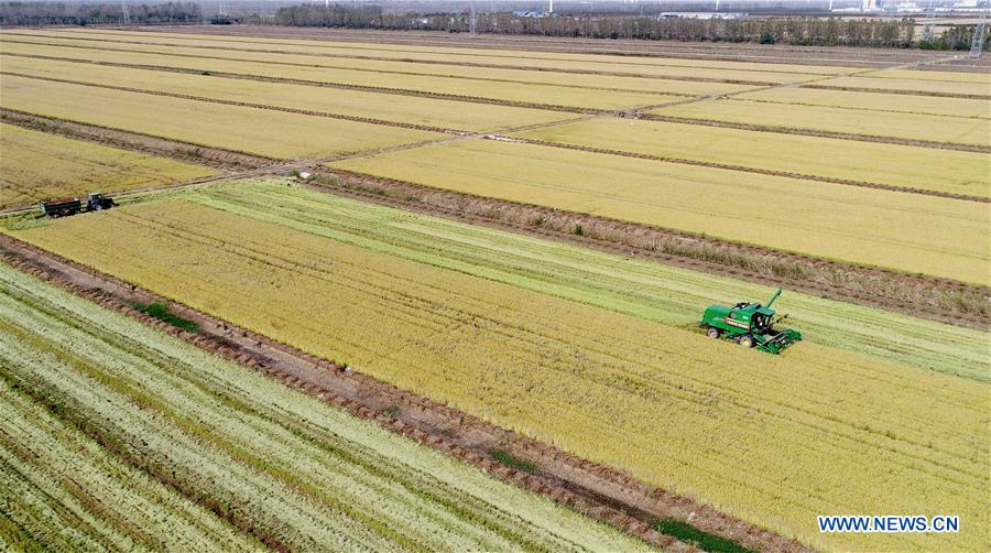 #CHINA-JIANGSU-HARVEST SEASON (CN)