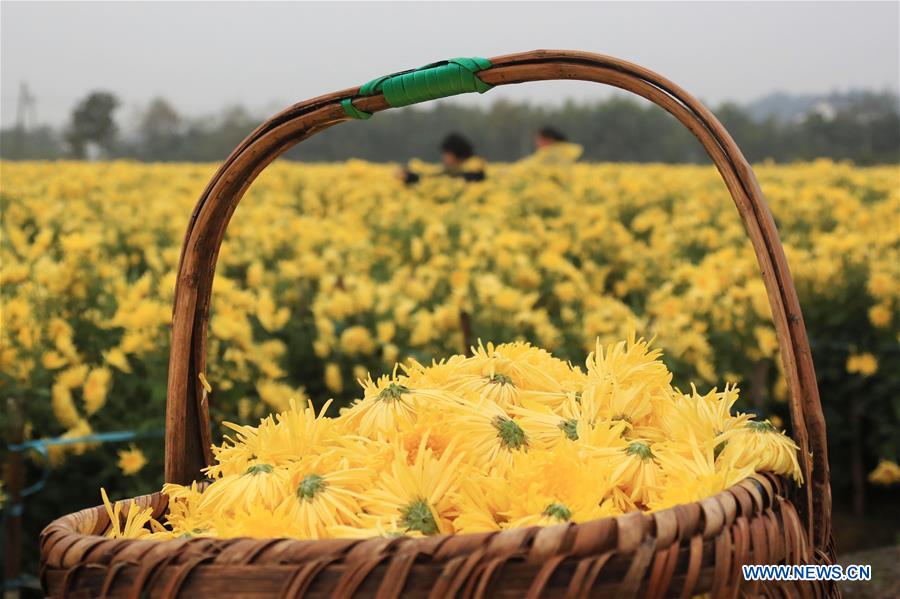 #CHINA-ANHUI-HUANGSHAN-CHRYSANTHEMUM (CN)