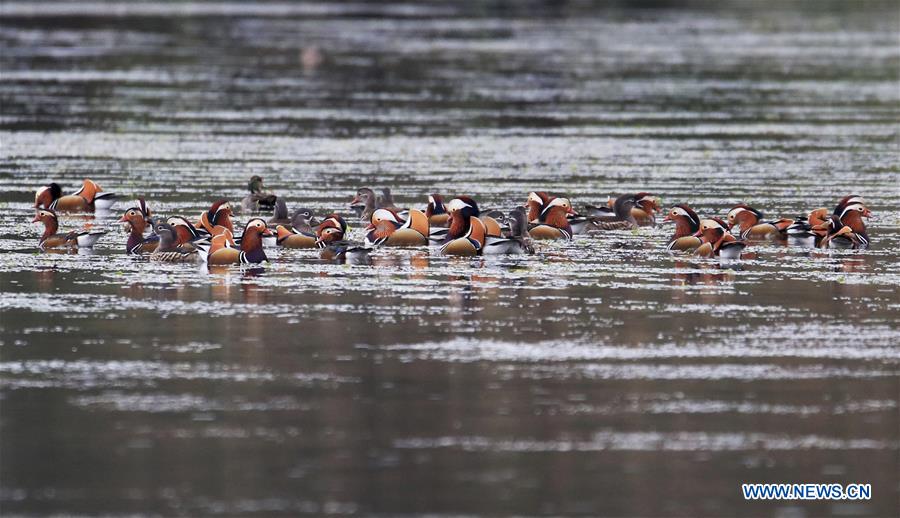 #CHINA-ANHUI-XIN'AN RIVER-WILD MANDARIN DUCKS (CN)