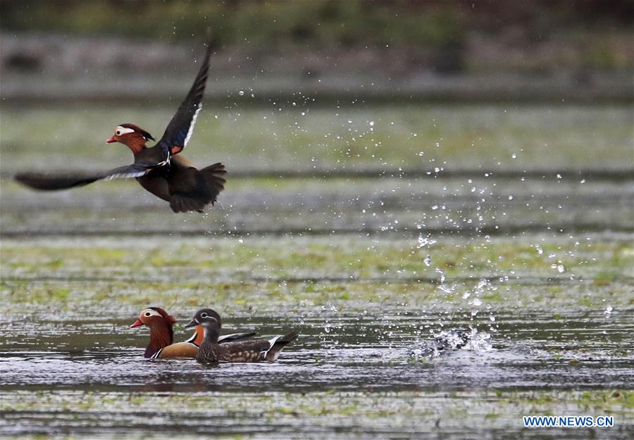 #CHINA-ANHUI-XIN'AN RIVER-WILD MANDARIN DUCKS (CN)