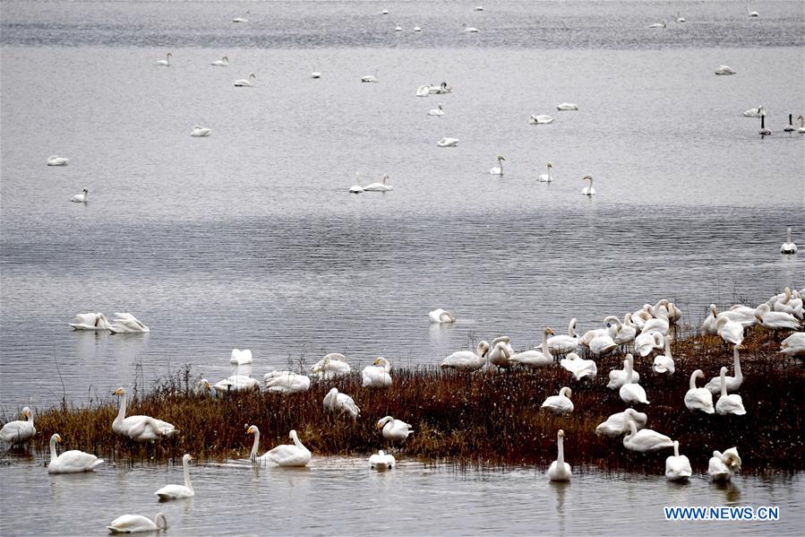 CHINA-HENAN-SANMENXIA-SWANS (CN)