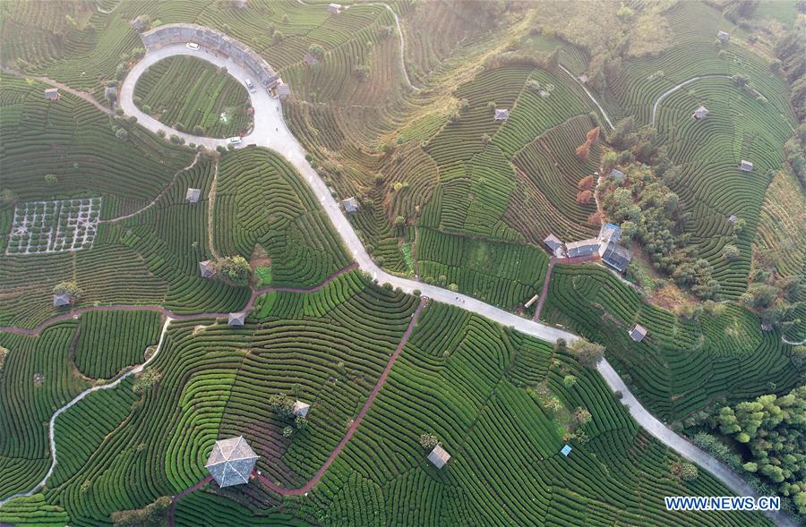 CHINA-GUANGXI-TEA GARDEN (CN)