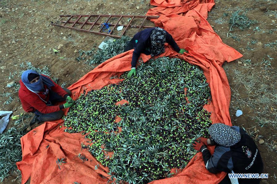 JORDAN-JERASH-FARMERS-OLIVES-PICKING