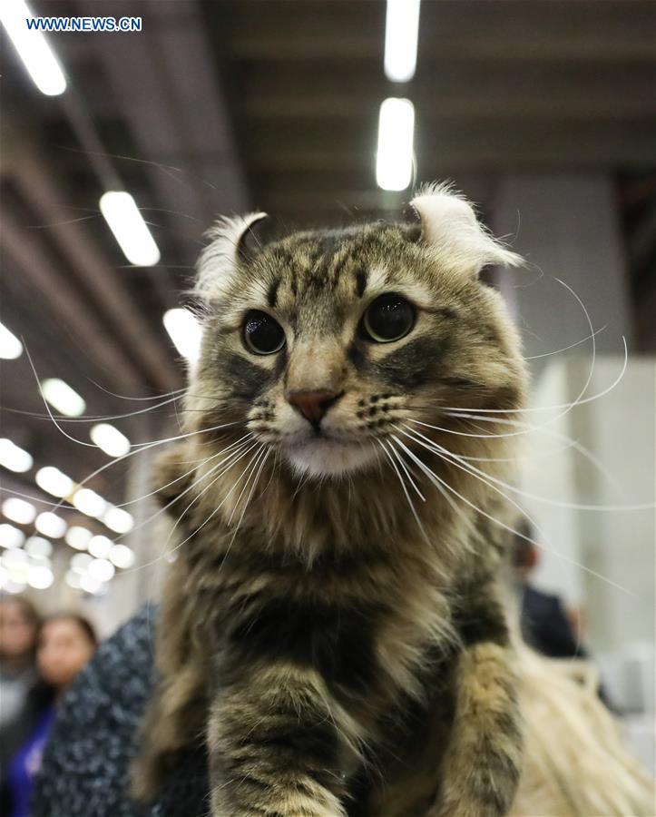 ITALY-BOLOGNA-AMERICAN CAT SHOW