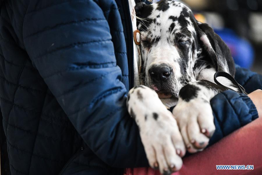 CROATIA-ZAGREB-INTERNATIONAL DOG SHOW