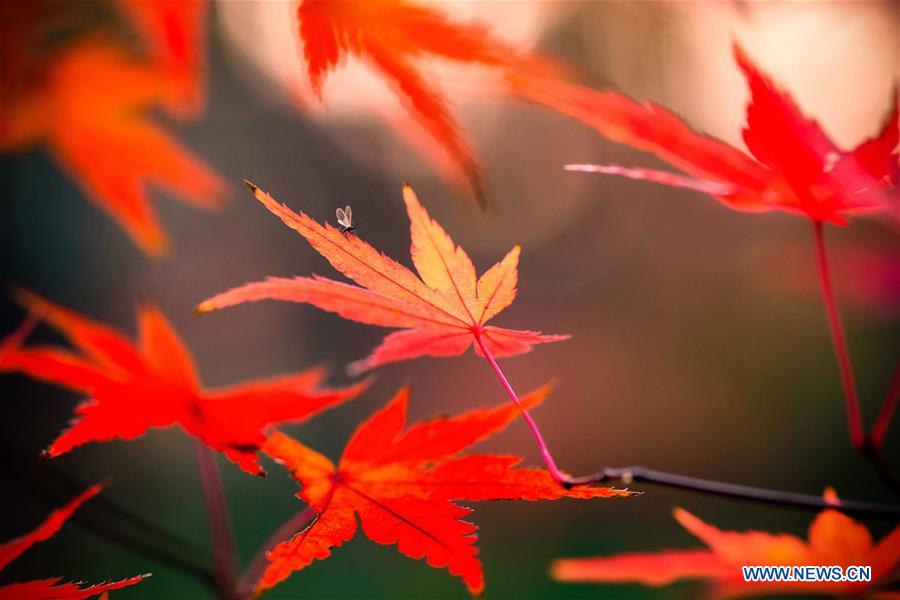 #CHINA-NANJING-MAPLE LEAVES (CN)