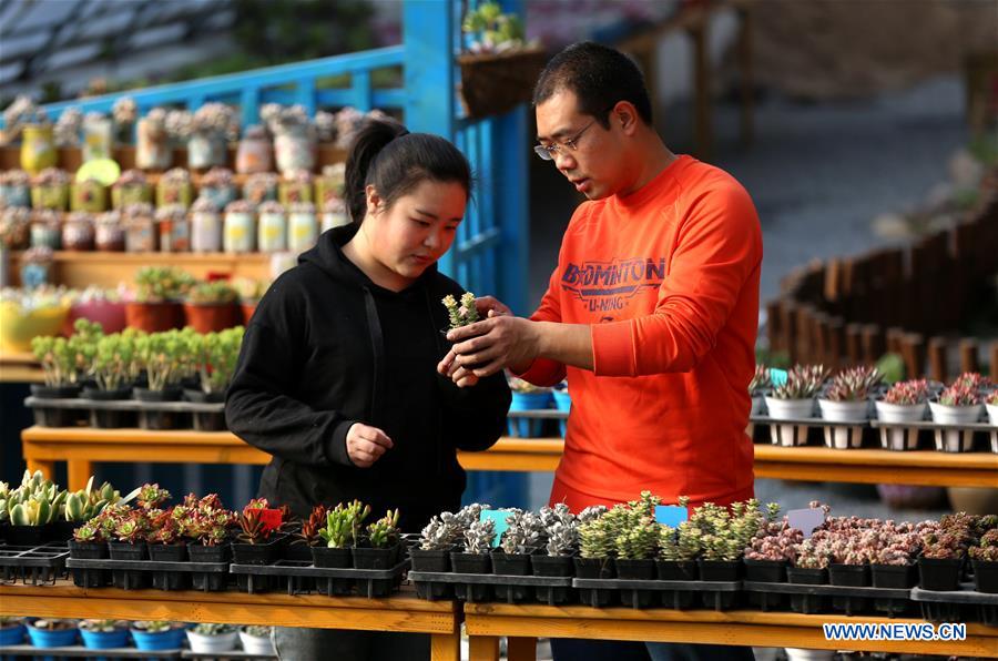 CHINA-HEBEI-SHIJIAZHUANG-SUCCULENT PLANTS-FARMING (CN)