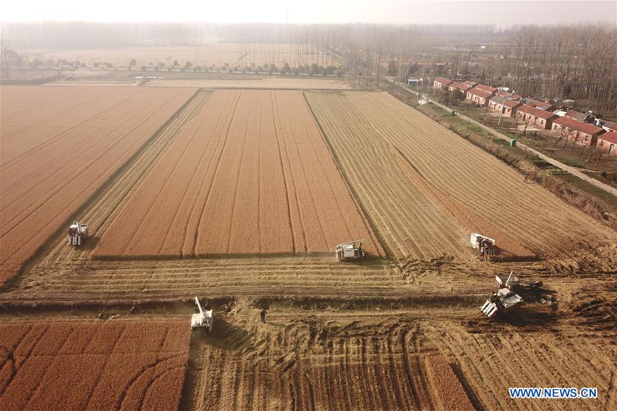 #CHINA-JIANGSU-AGRICULTURE-HARVEST (CN) 