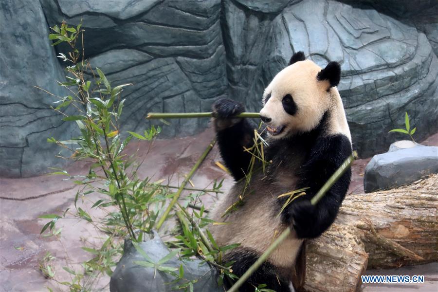 #CHINA-ANHUI-HUANGSHAN-GIANT PANDA (CN)