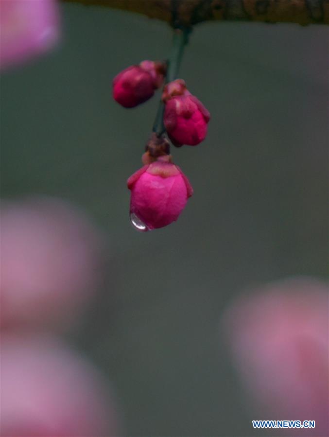 CHINA-HUBEI-ENSHI-PLUM BLOSSOM (CN)