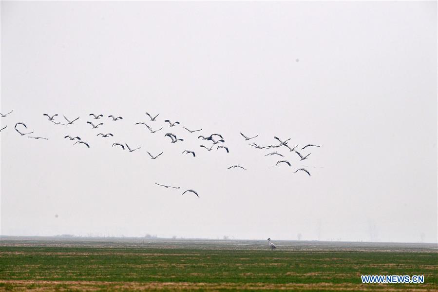 CHINA-HENAN-YELLOW RIVER-MIGRANT BIRDS (CN)