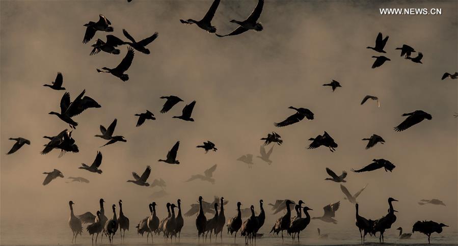 (InTibet)CHINA-ENDANGERED SPECIES-BLACK-NECKED CRANE (CN)