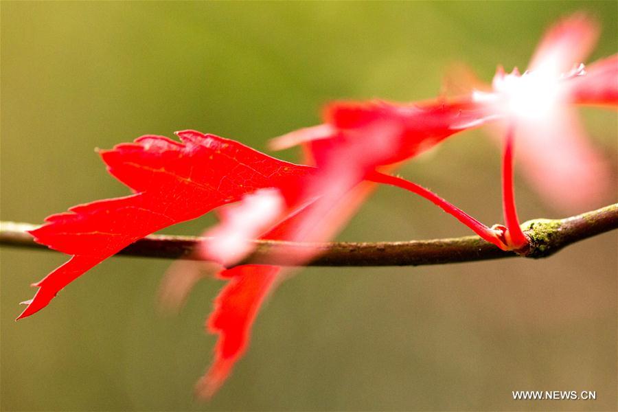 #CHINA-HUBEI-YICHANG-MAPLE LEAVES (CN)