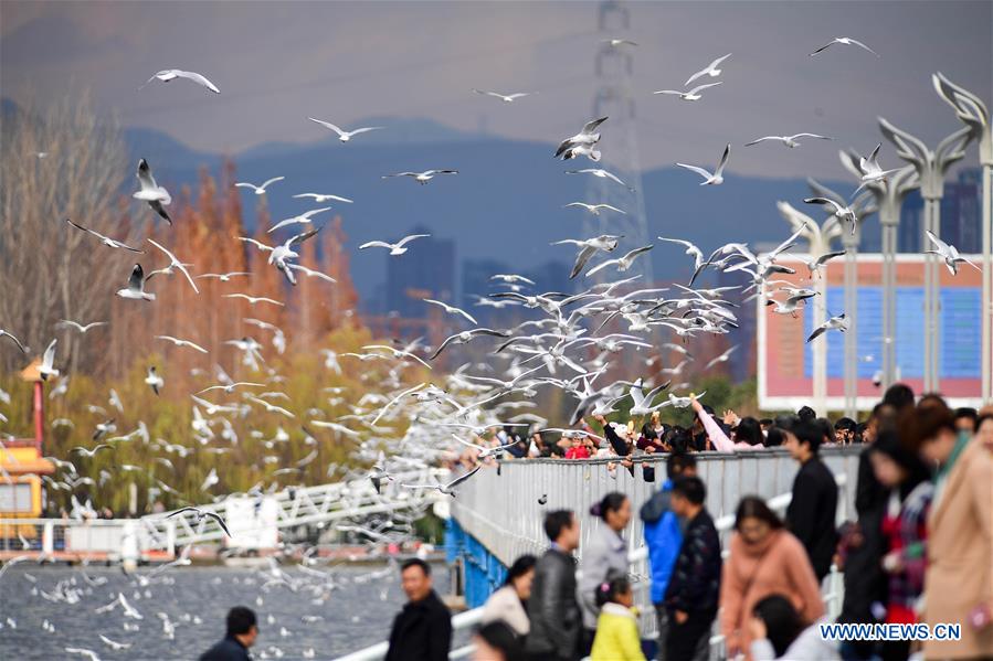 CHINA-YUNNAN-KUNMING-BLACK-HEADED GULL-NEW YEAR HOLIDAY (CN)