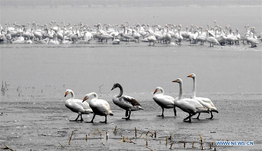 CHINA-HENAN-WHITE SWANS (CN)