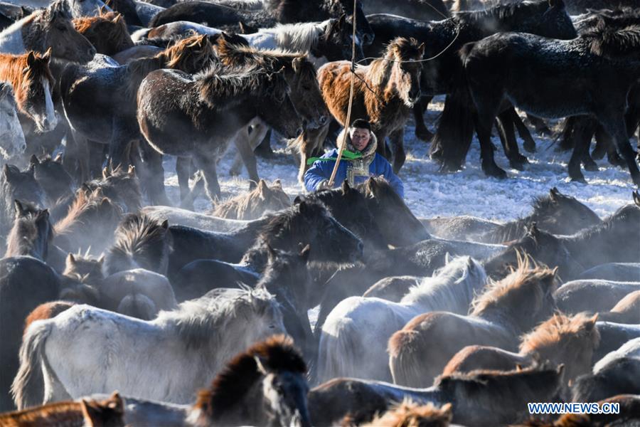 CHINA-INNER MONGOLIA-HORSE TAMING (CN)