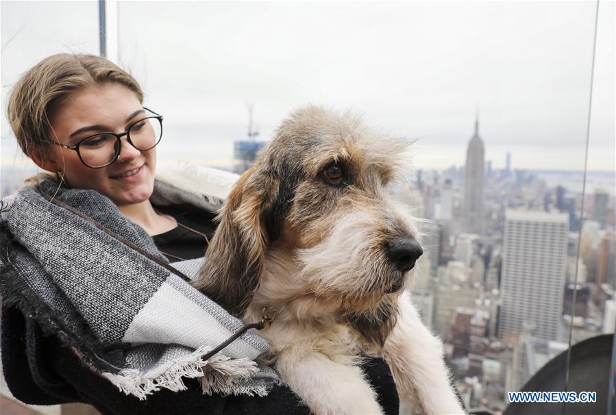 U.S.-NEW YORK-DOG SHOW-PRESS PREVIEW